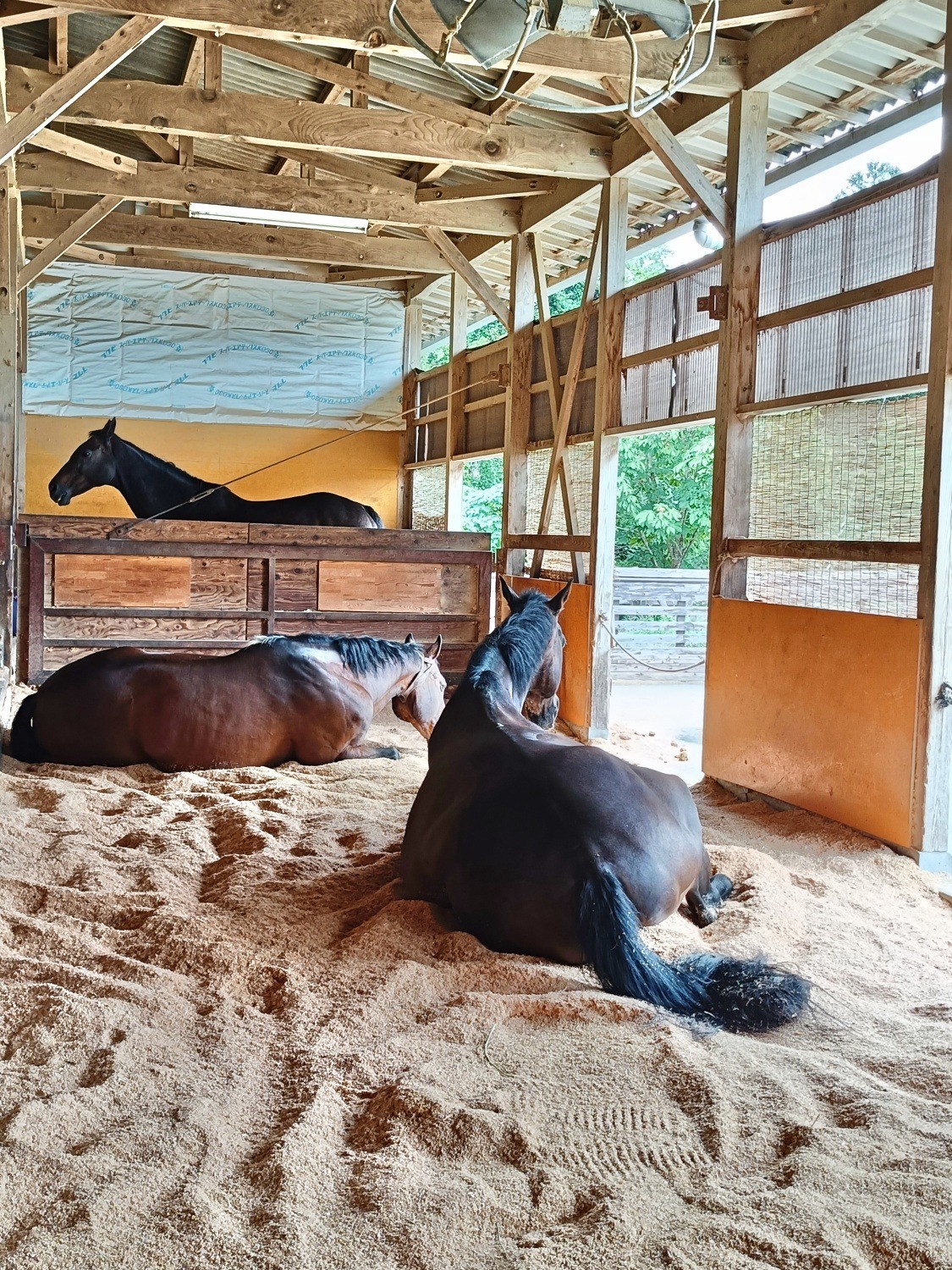 9c097d1219033238ca65794025e424b4-1761873633.jpg 9c097d1219033238ca65794025e424b4-1761873633.jpg