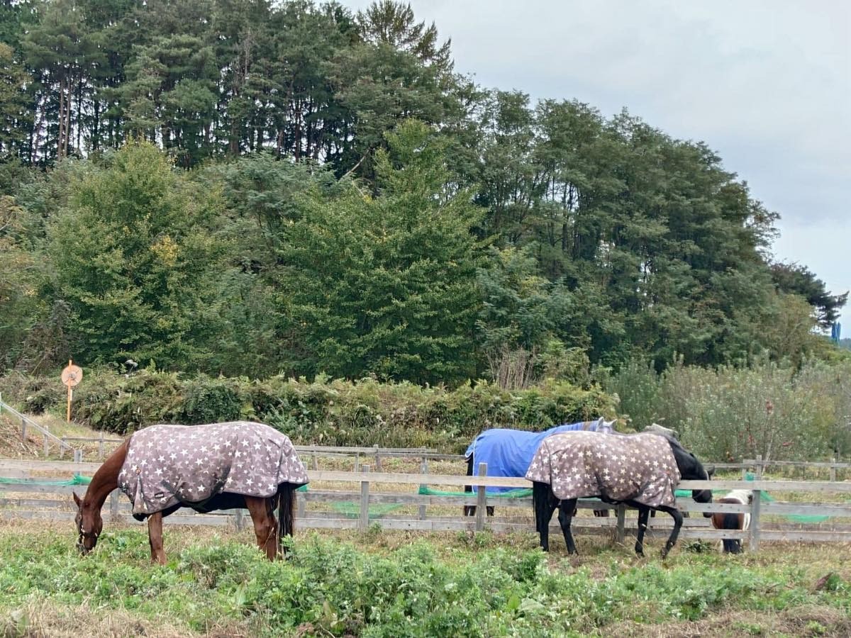 ce326171502492cca253cd7c51880ab5-1762437713.jpg ce326171502492cca253cd7c51880ab5-1762437713.jpg