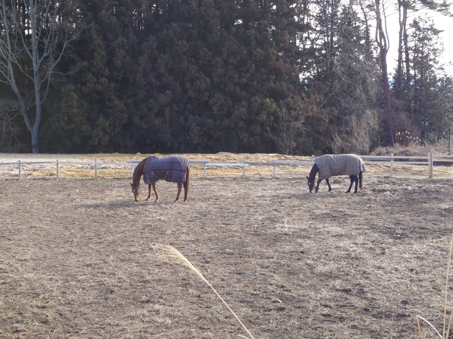 c1b4b1736bccb4584f4b1f930fe203aa-1769836814.jpg c1b4b1736bccb4584f4b1f930fe203aa-1769836814.jpg