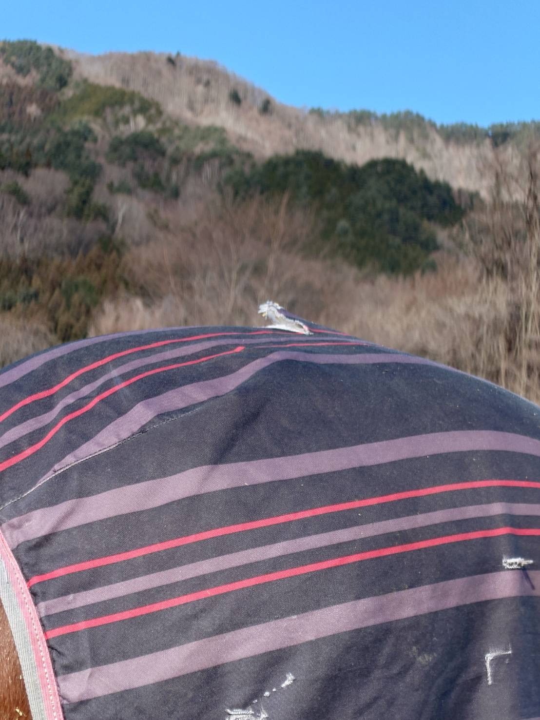 8ad3b97170ae4f14242df5654c0c9e24-1769836774.jpg 8ad3b97170ae4f14242df5654c0c9e24-1769836774.jpg