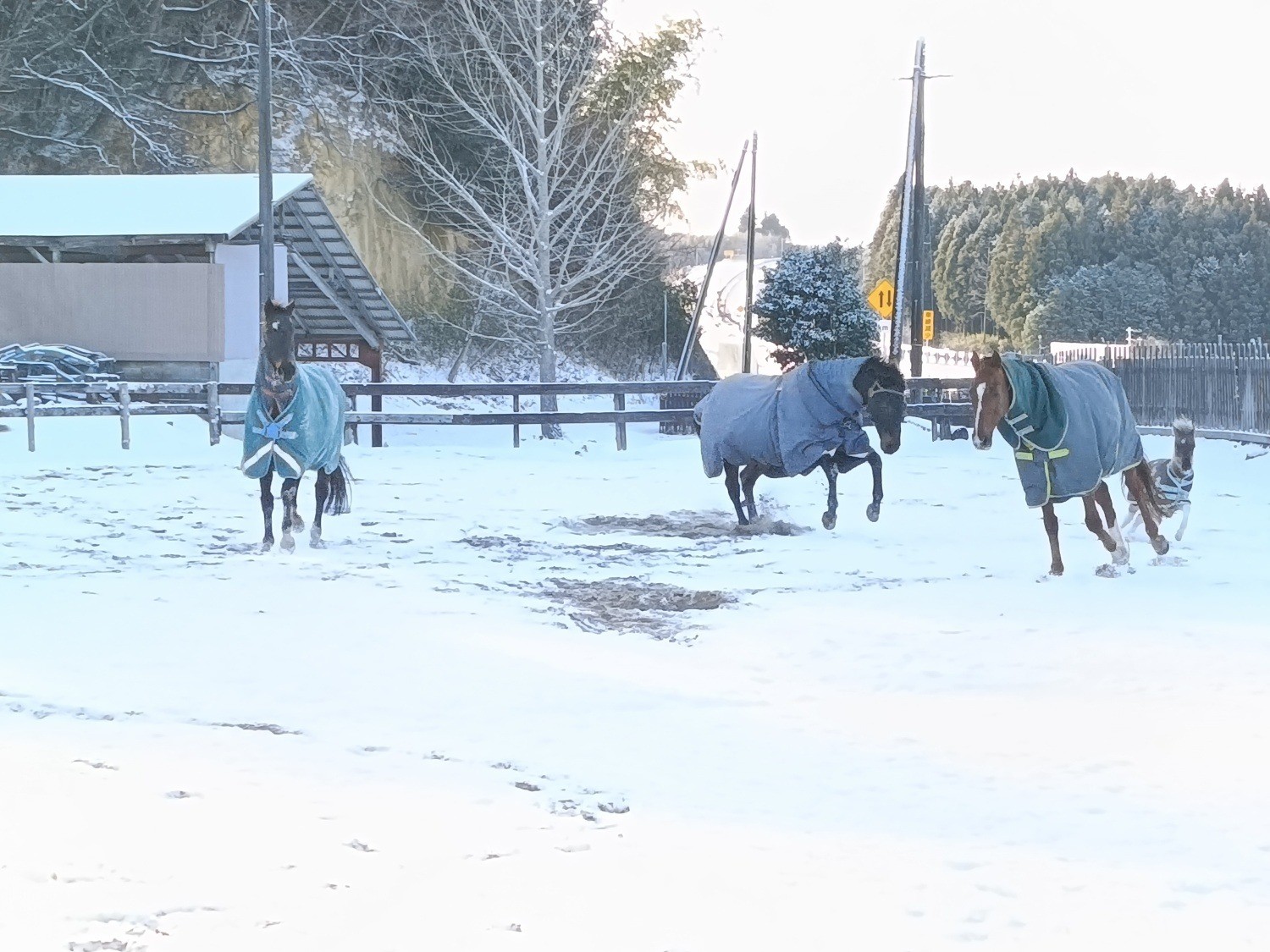 9c097d1219033238ca65794025e424b4-1772114646.jpg 9c097d1219033238ca65794025e424b4-1772114646.jpg