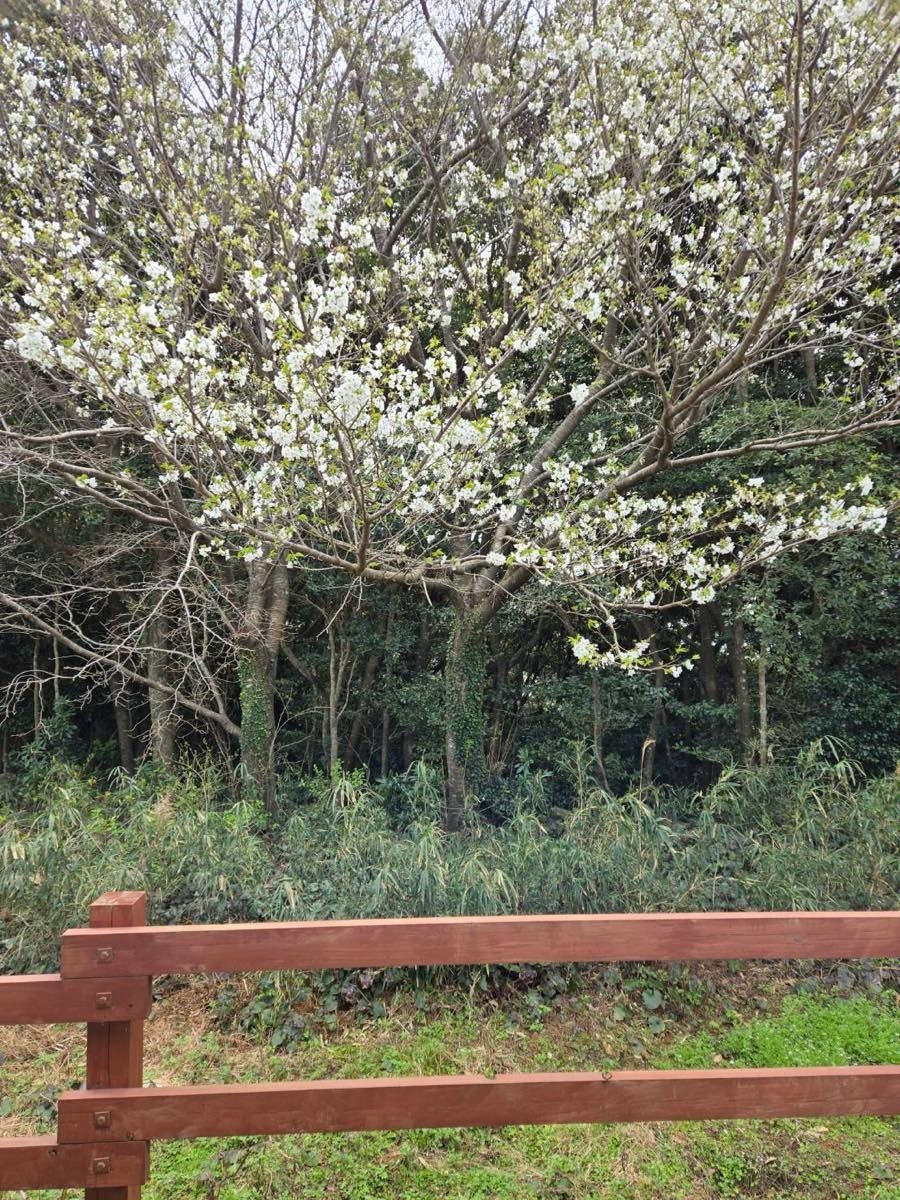 bd45d4f73d8d1d7b036f65d0ebe73488-1774584083.jpg bd45d4f73d8d1d7b036f65d0ebe73488-1774584083.jpg