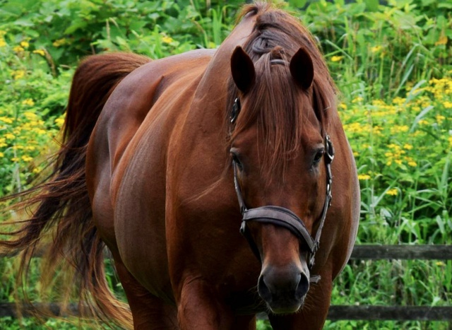 オリオンザサンクスがサポートホースに！～荒木牧場功労馬サポーターズ～