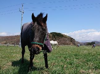 【渡辺牧場だより】更新しました！