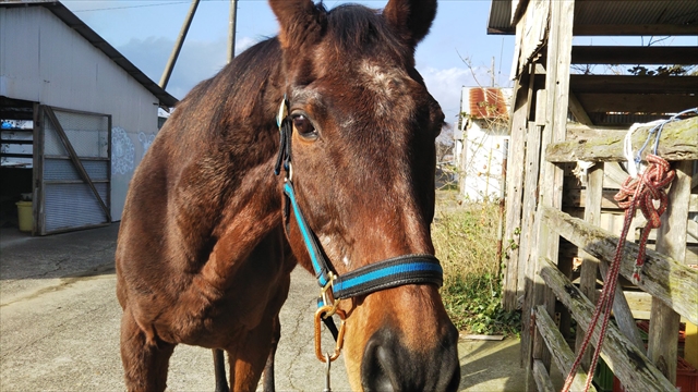 騎馬隊退役馬「ハヤテ」号についてのお知らせ