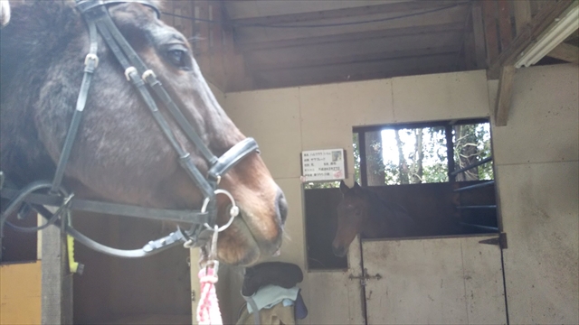 騎馬隊退役馬「ハヤテ」号がマーサファームに移動