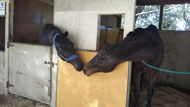 騎馬隊退役馬「ハヤテ」号、元気です