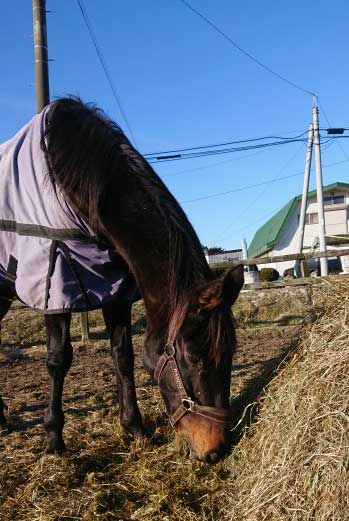荒木牧場・見学一時中止のお知らせ