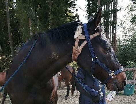 厩舎みちくさ見学一時中止のお知らせ