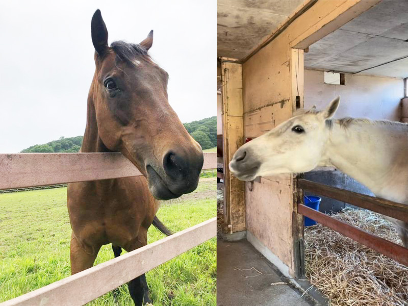 サポートホース団体「ネガイちゃん・芦毛ちゃん（仮）引退繁殖牝馬の会」設立のご案内