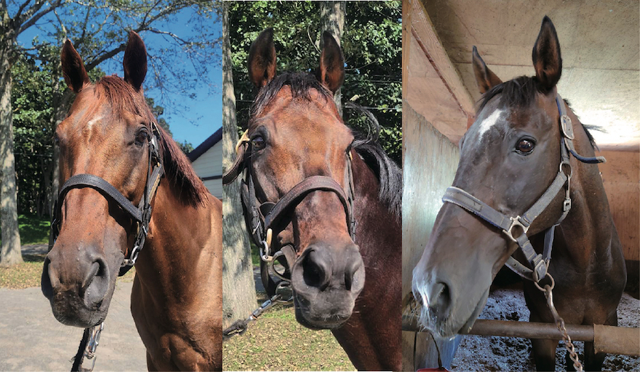 ナムラタイタン、レーヴミストラル、マルカハンニバルが「ナイスネイチャ・35歳のバースデードネーション」受け入れ馬に