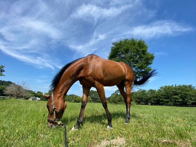 乗馬倶楽部イグレット　夏時間対応延長のお知らせ
