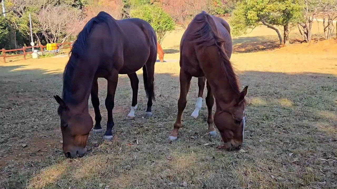 クラリティスカイ（左）とモルトベーネ