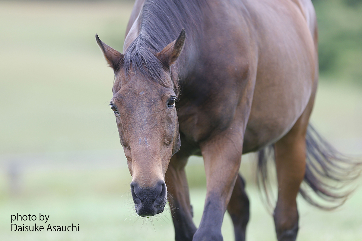 馬、9投、ねり、ロウ、馬、9投で、人生が、馬く、行く、出品。 【公式