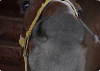 フナバシボンバー