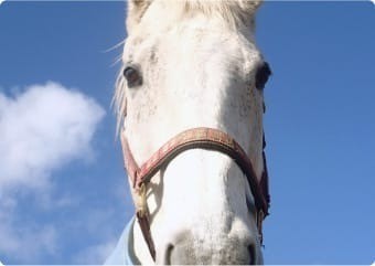 マイネルディンプル