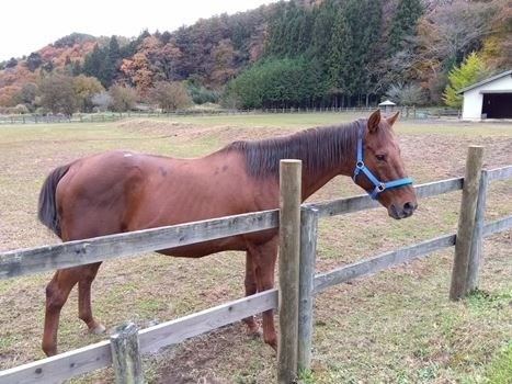 フォーティファイド 　11月の近況報告　仮移動から終の棲家へ