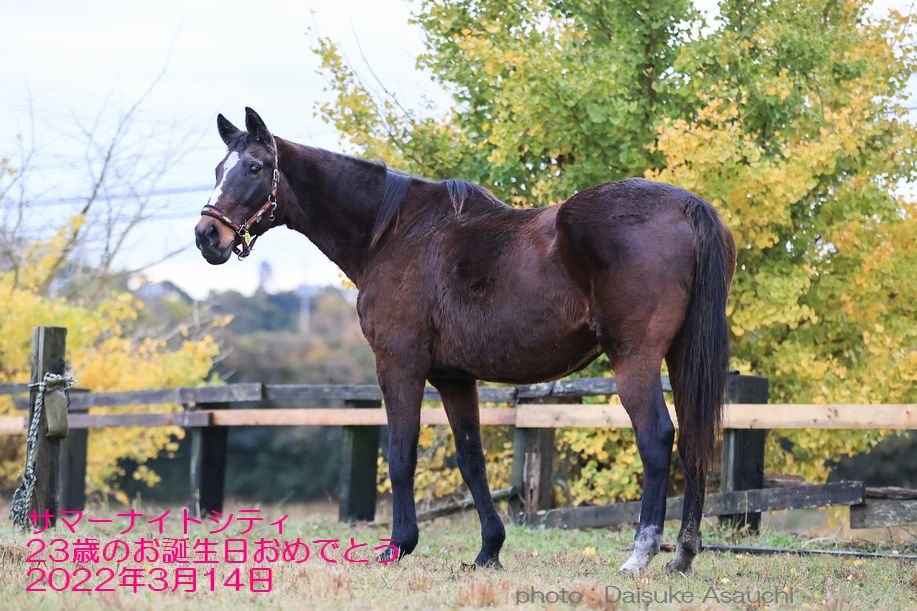 サマーナイトシティ、お誕生日おめでとう！