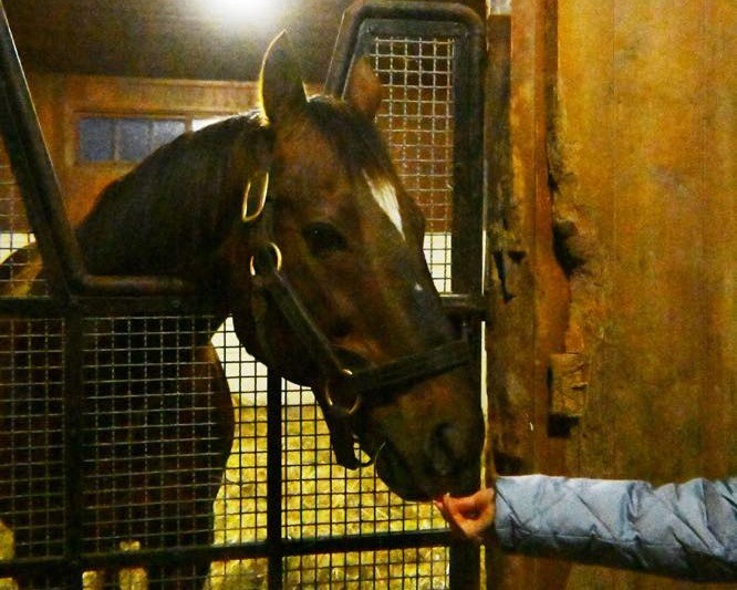 11月のご報告　スズカコーズウェイ移動完了、ナムラタイタンの隣の馬房へ