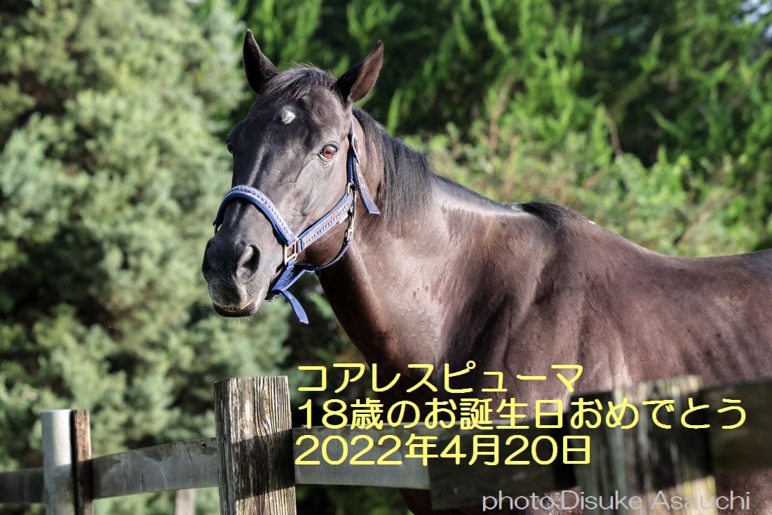 お誕生日おめでとう！！コアレスピューマ