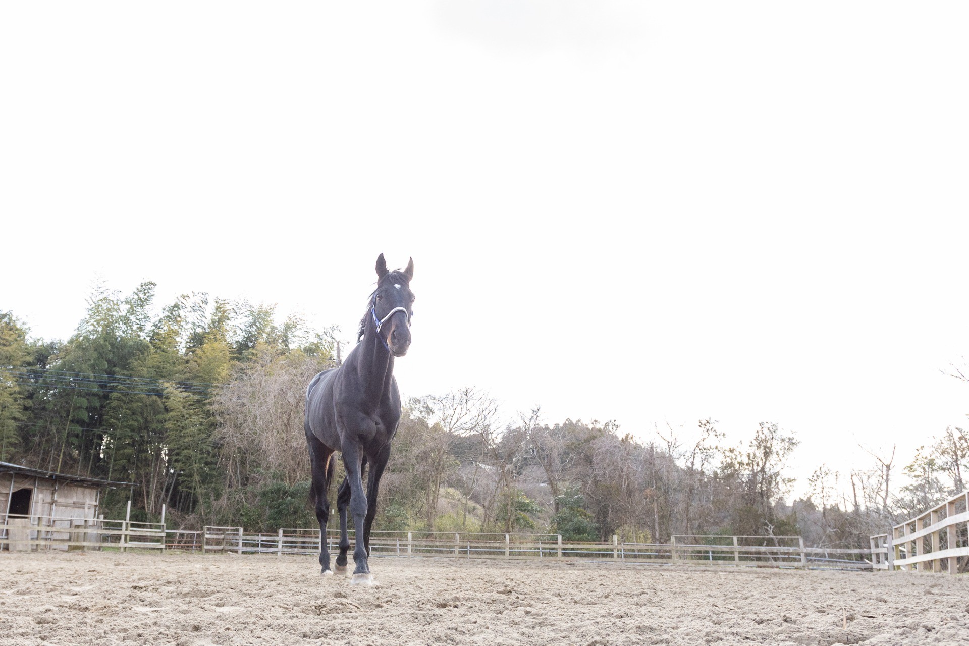 新・FHだより