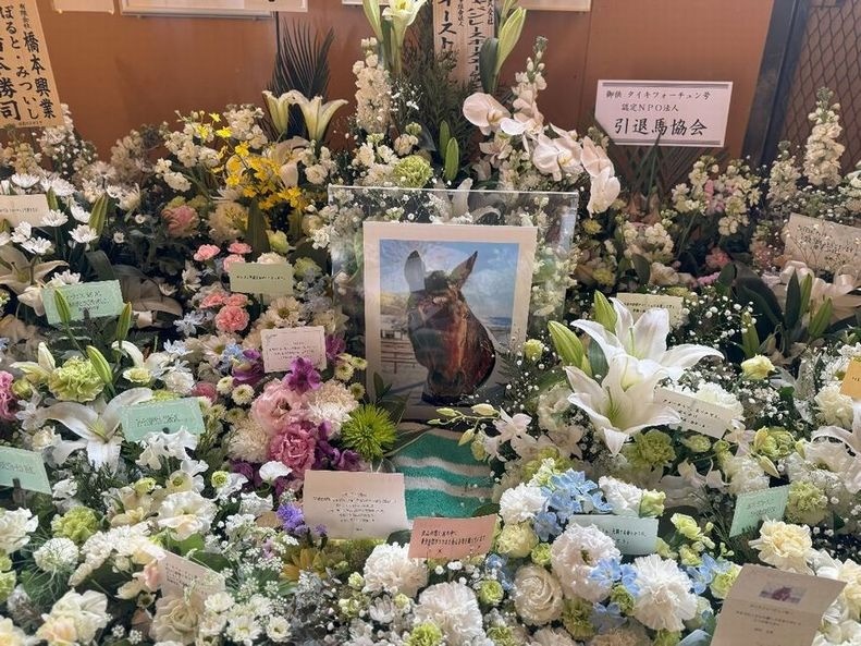タイキフォーチュン　最後のご報告