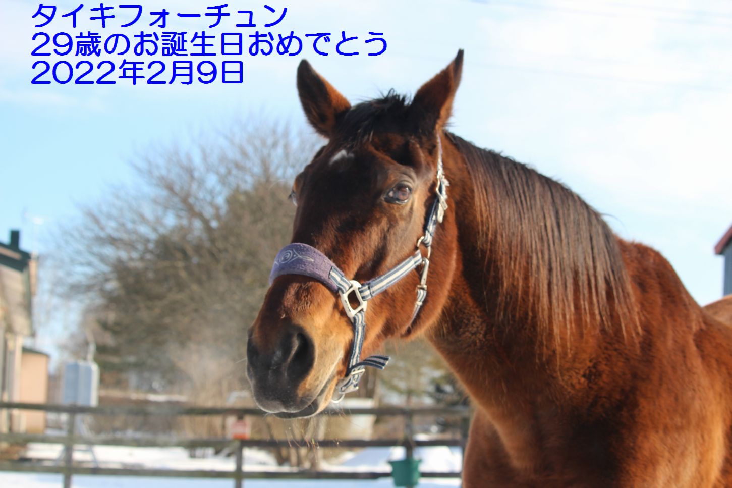 タイキフォーチュン、お誕生日おめでとう!!