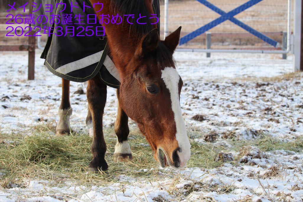 メイショウドトウ、お誕生日おめでとう！！