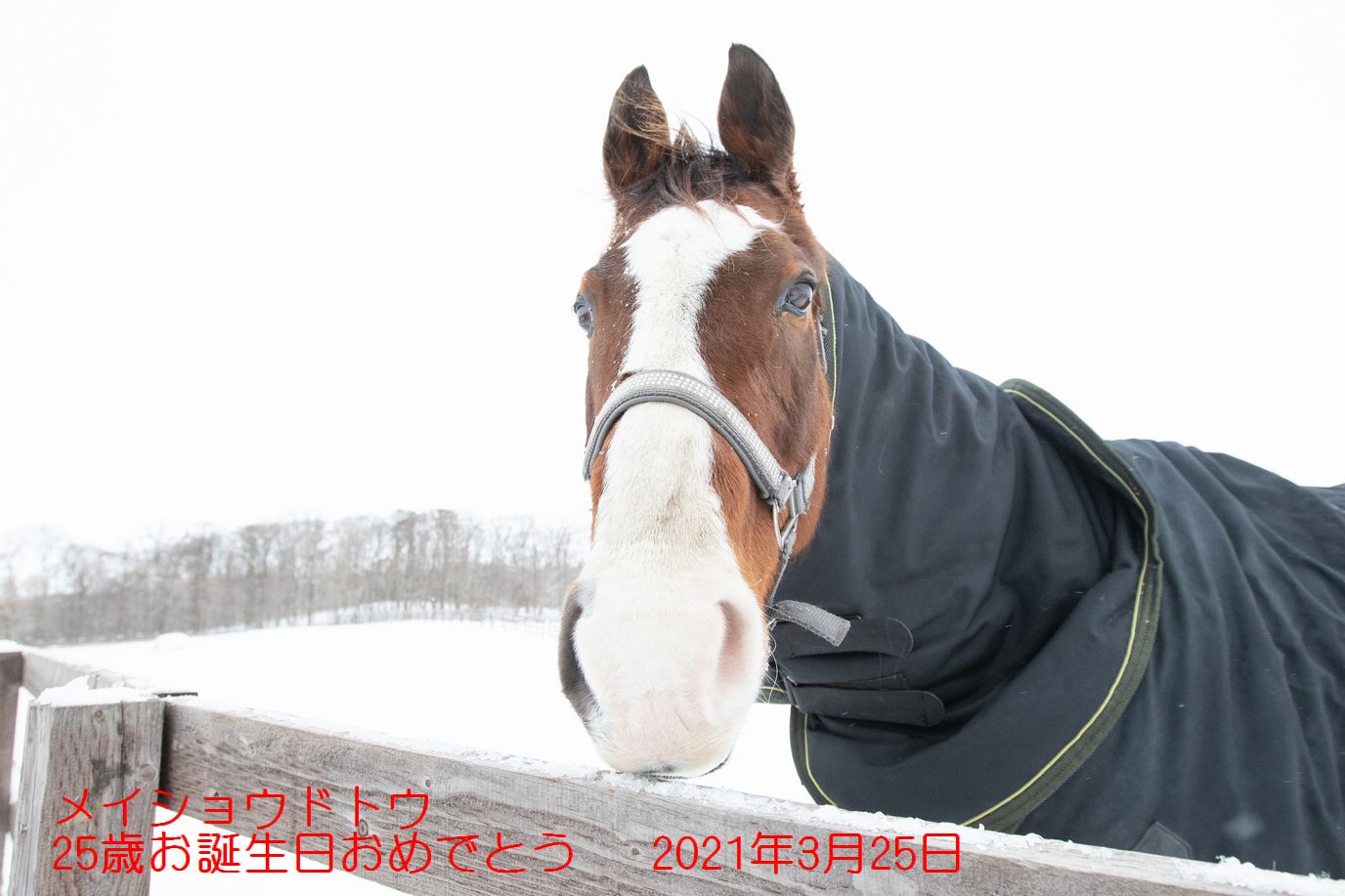 メイショウドトウ、お誕生日おめでとう！！