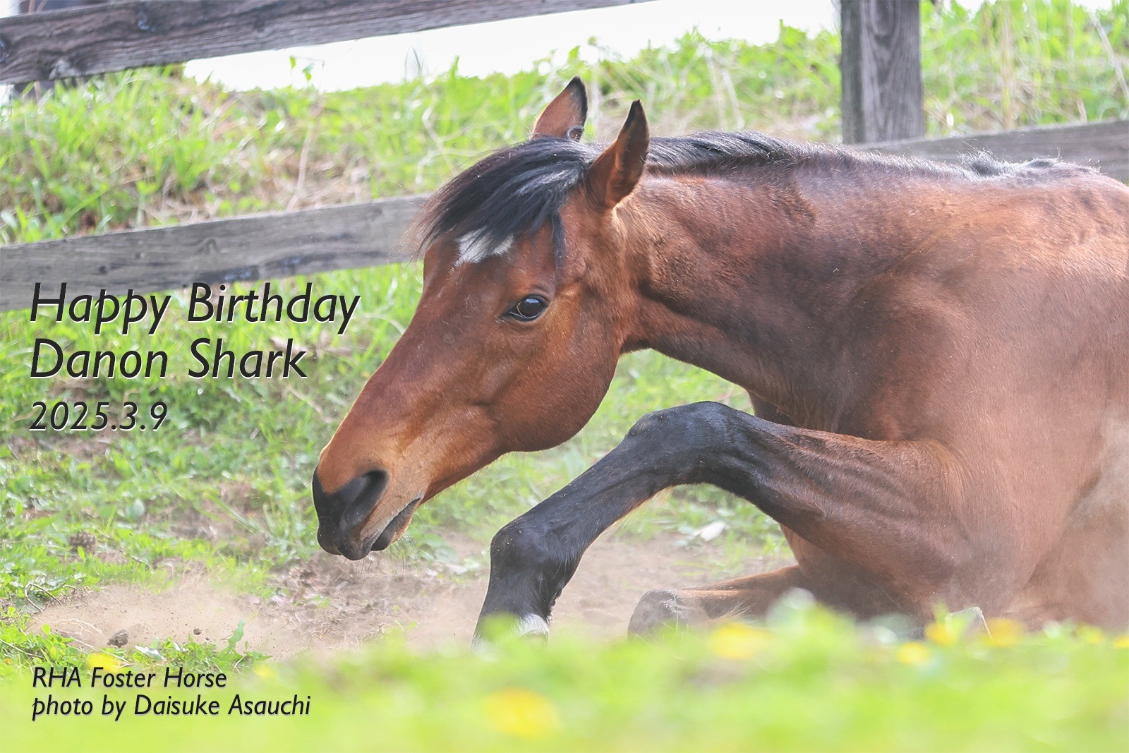 ダノンシャーク　17歳の誕生日おめでとう！