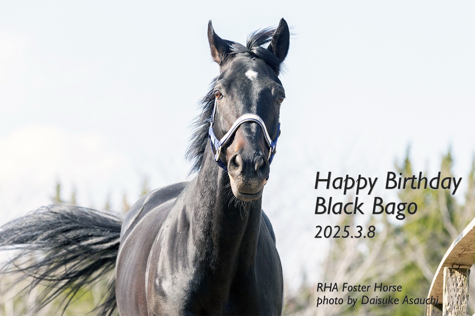 ブラックバゴ　13歳の誕生日おめでとう！