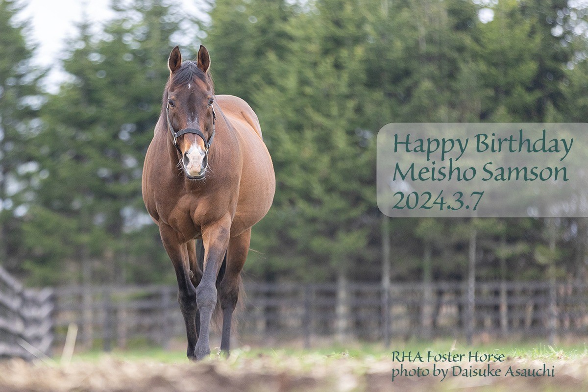 メイショウサムソン 21歳の誕生日おめでとう！