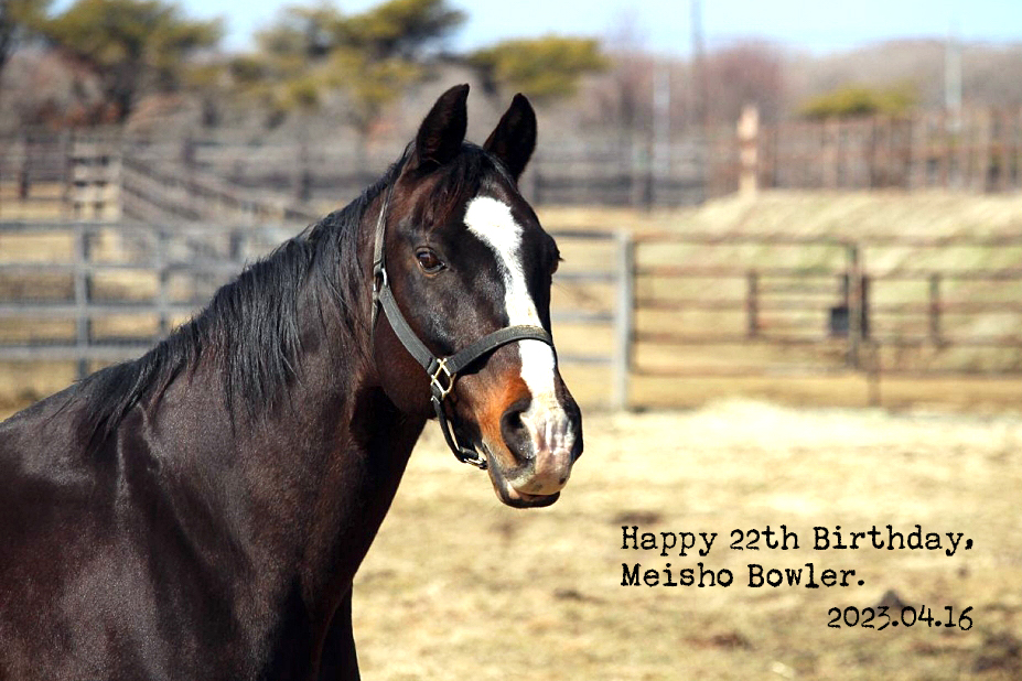 メイショウボーラー 22歳の誕生日おめでとう！