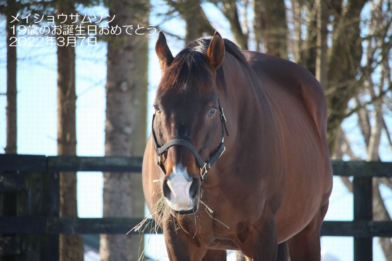 メイショウサムソン、お誕生日おめでとう！