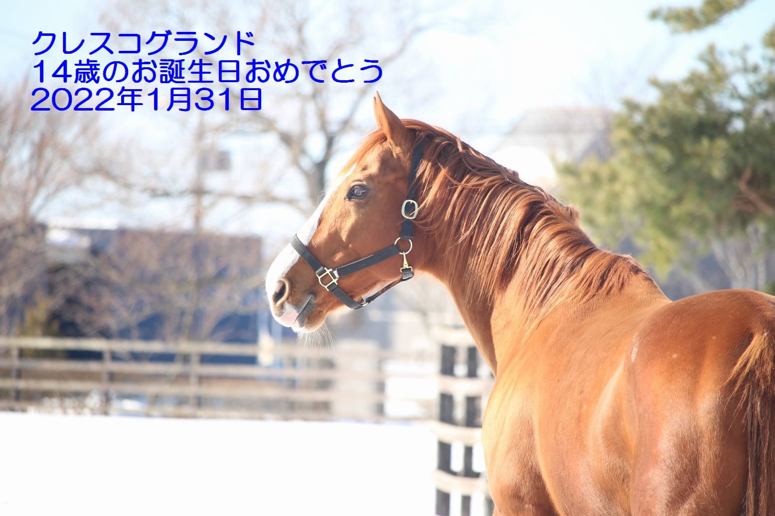 クレスコグランド、お誕生日おめでとう！