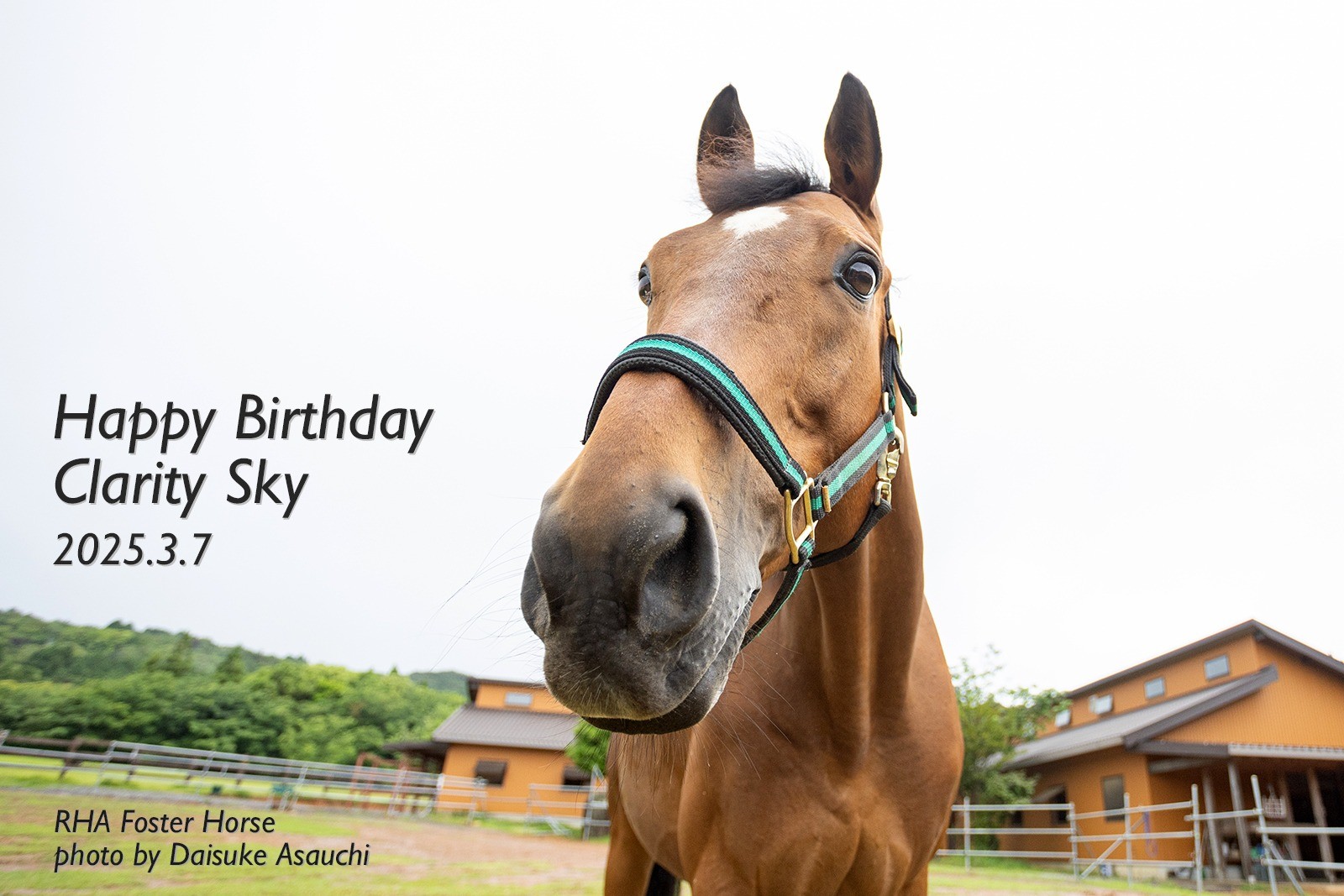 クラリティスカイ 13歳の誕生日おめでとう！
