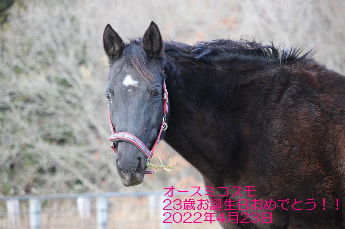 お誕生日おめでとう！！オースミコスモ