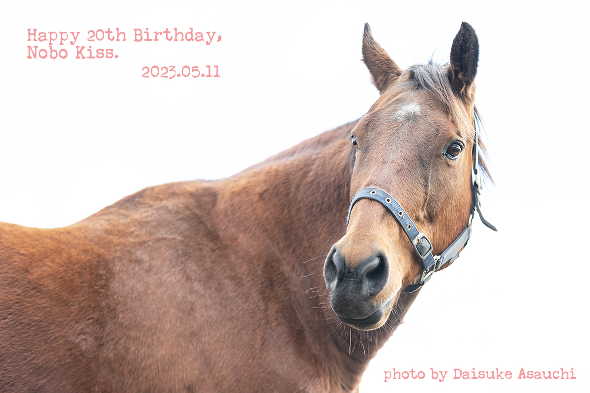 ノボキッス 20歳の誕生日おめでとう！