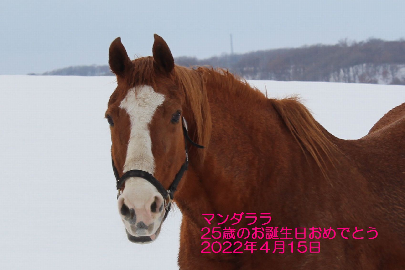 お誕生日おめでとう　マンダララ