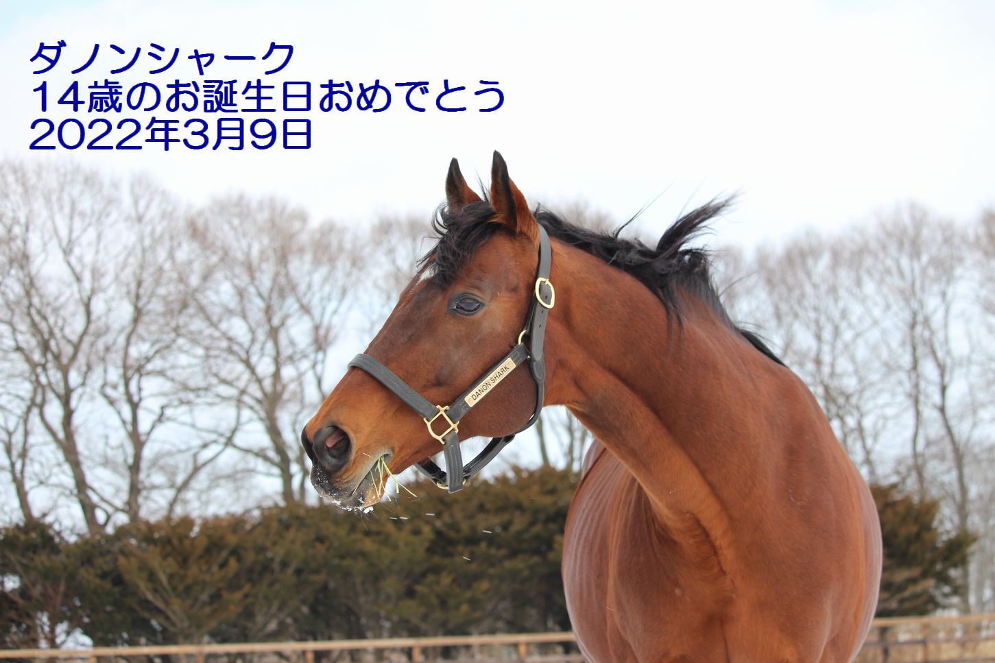 ダノンシャーク、お誕生日おめでとう！！