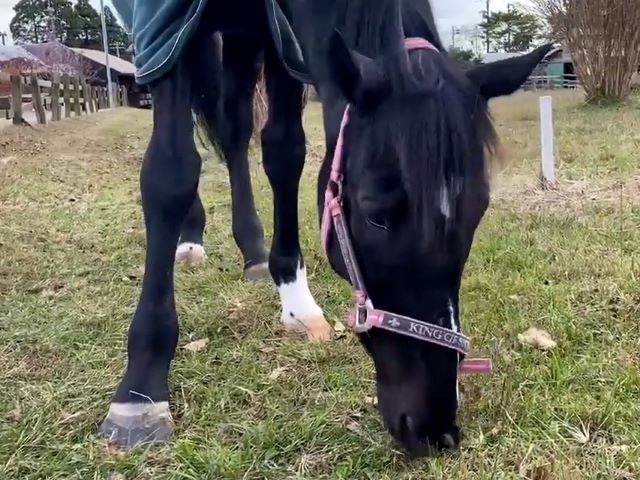 セイクリムズンの近況報告