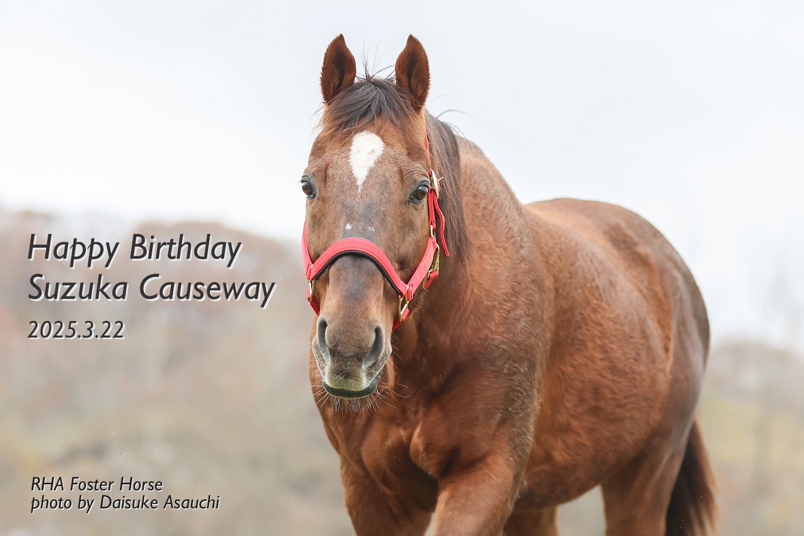スズカコーズウェイ　21歳の誕生日おめでとう！