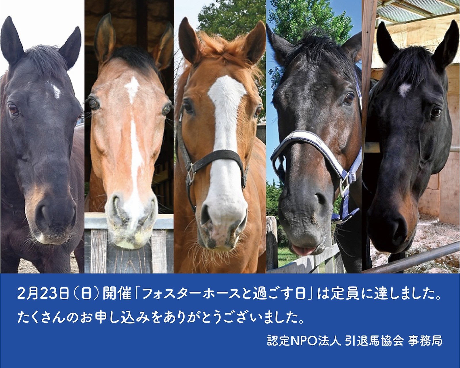 【2/5追記】定員に達しました／1/28 追加情報公開　2025年ふれあいイベント第1弾、本部開催【会員限定ふれあいイベント】「フォスターホースと過ごす日」2月23日（日）に実施いたします