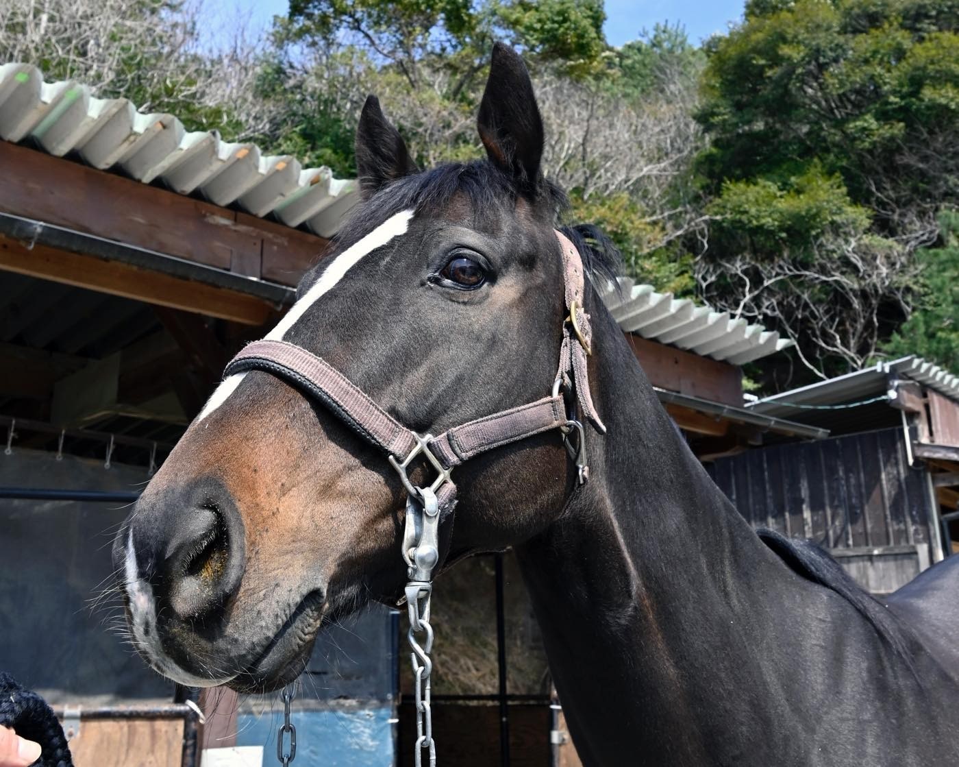 【新FHのお知らせ】ローズプリンスダムが「ナイスネイチャ・35歳のバースデードネーション」受け入れ馬に