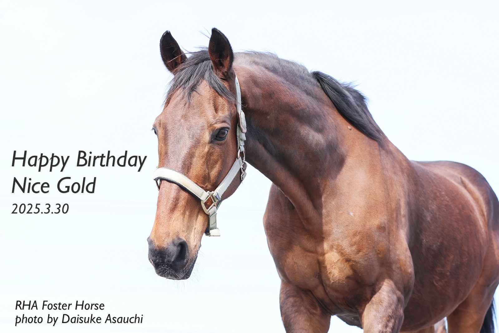 ナイスゴールド　27歳の誕生日おめでとう！