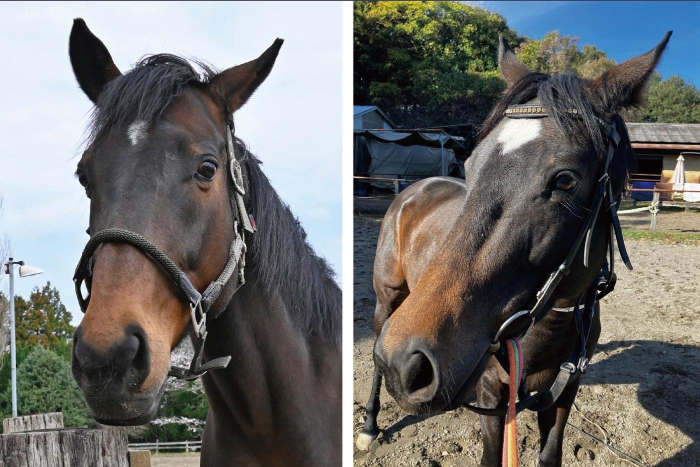 【新FHのお知らせ】マイネルミシシッピ、タッチペガサスがフォスターホースとなりました