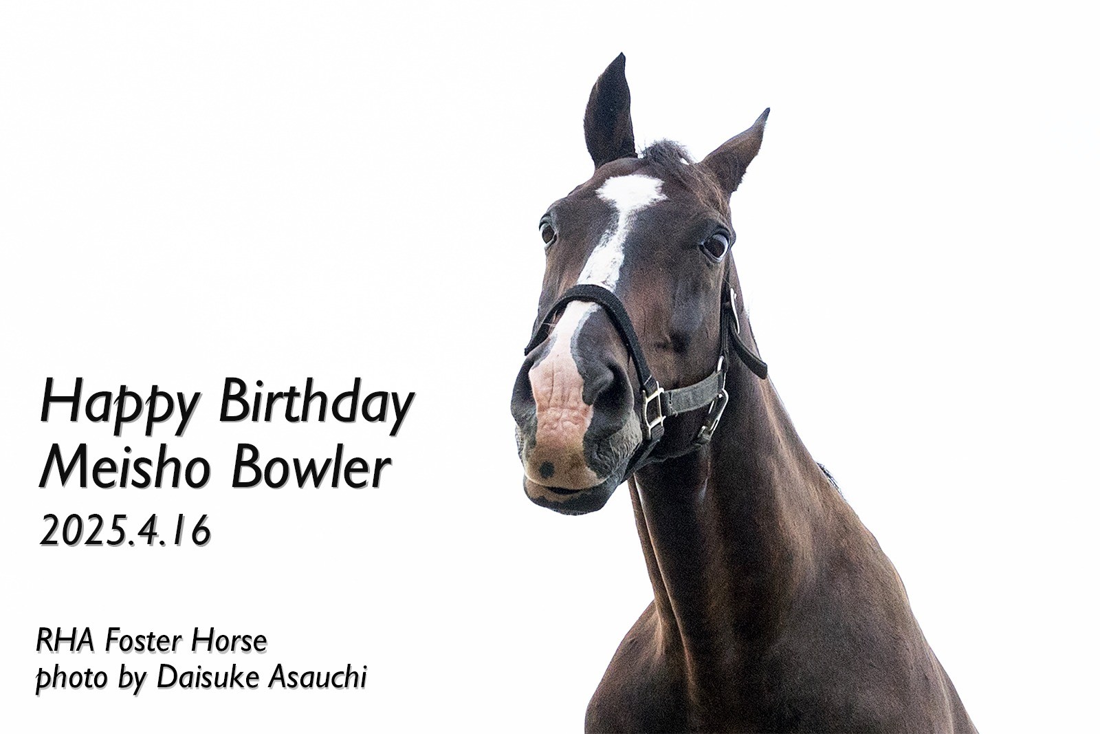 メイショウボーラー　24歳の誕生日おめでとう！