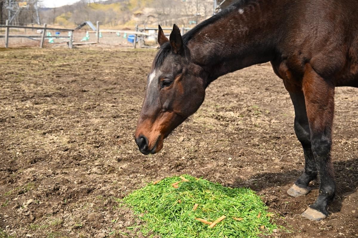 サチノスイーティー　ヴァイオレットラブ　 近況のご報告