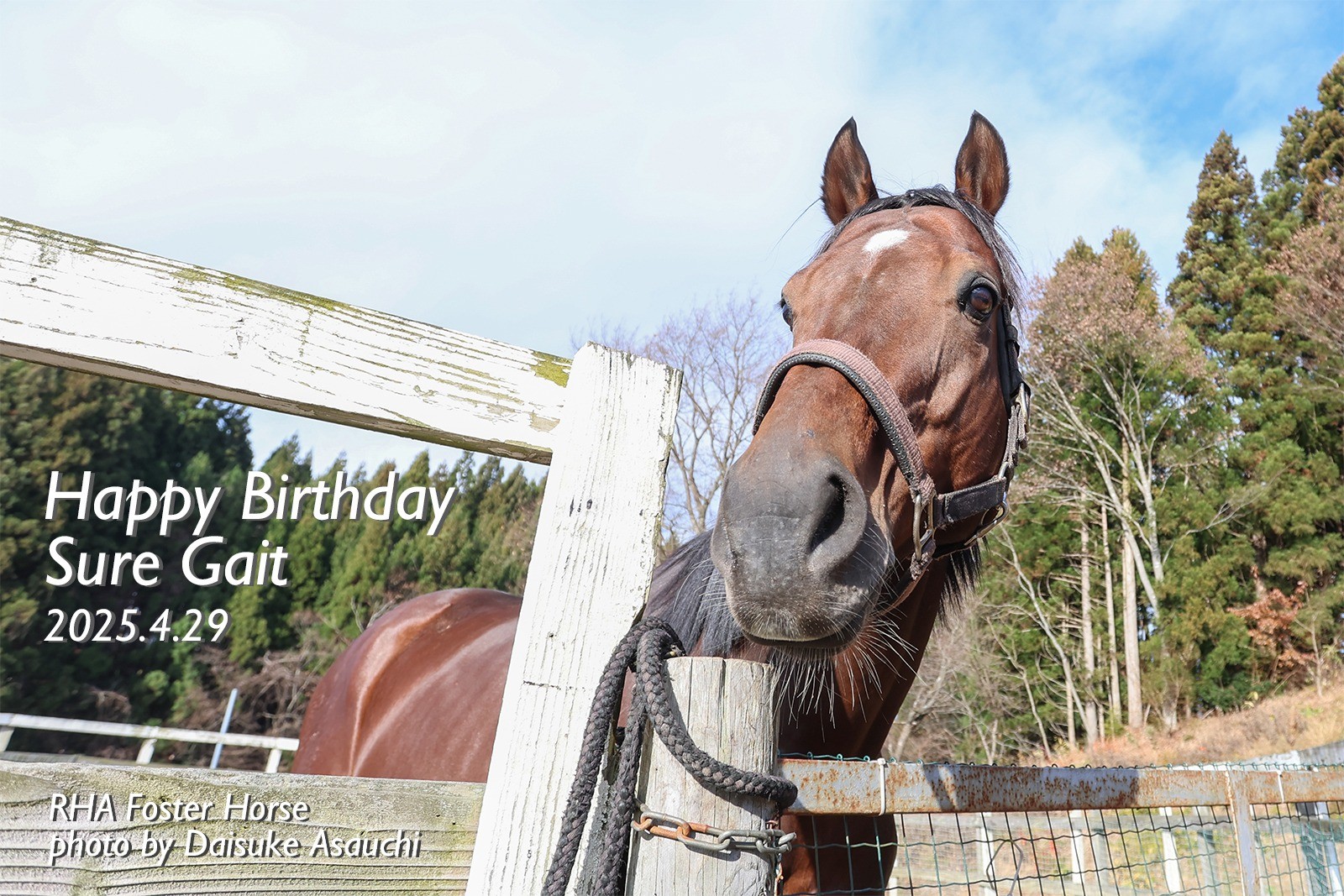 シュアゲイト　8歳の誕生日おめでとう！