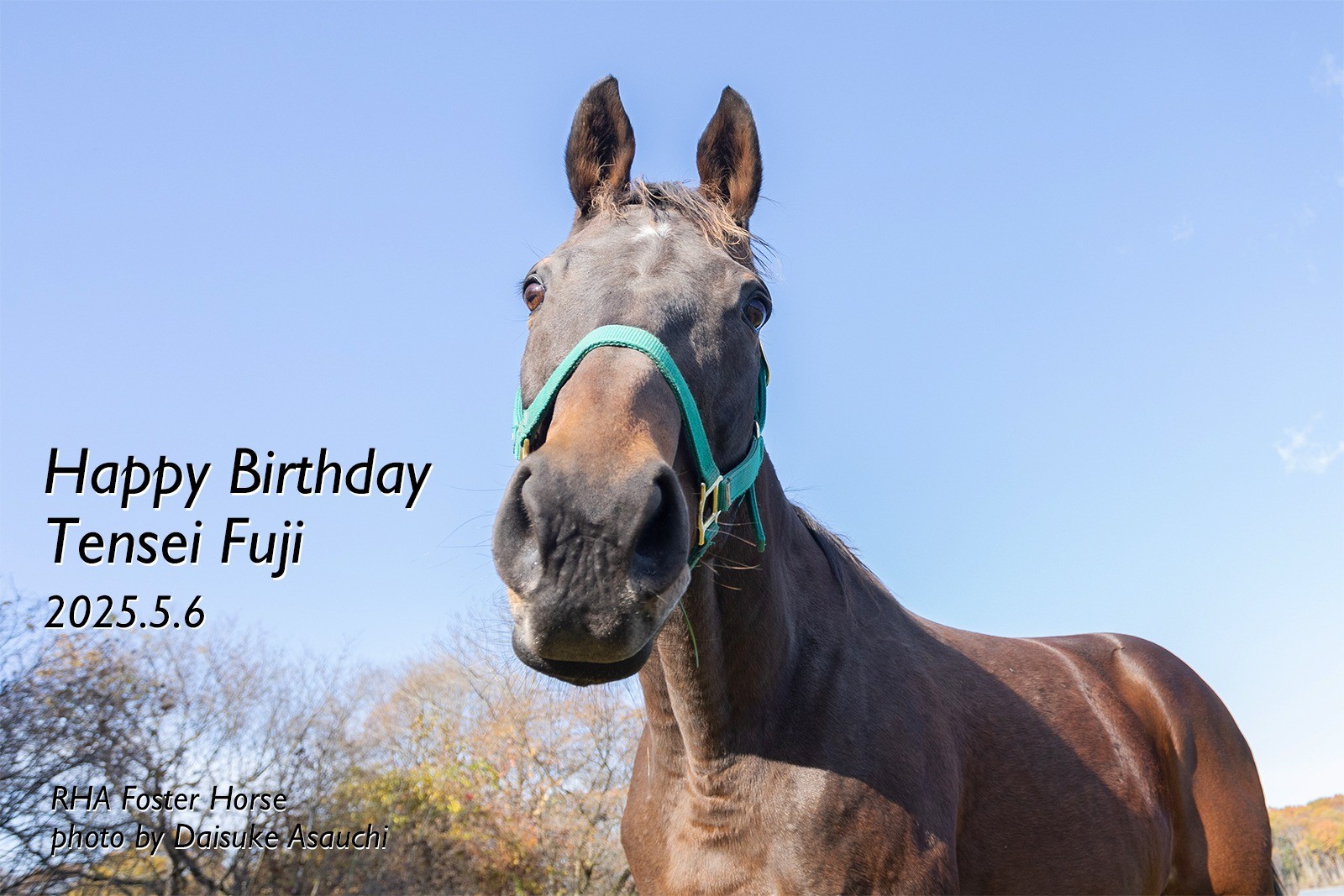 テンセイフジ　23歳の誕生日おめでとう！